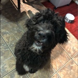 Meet your Posher, Robin